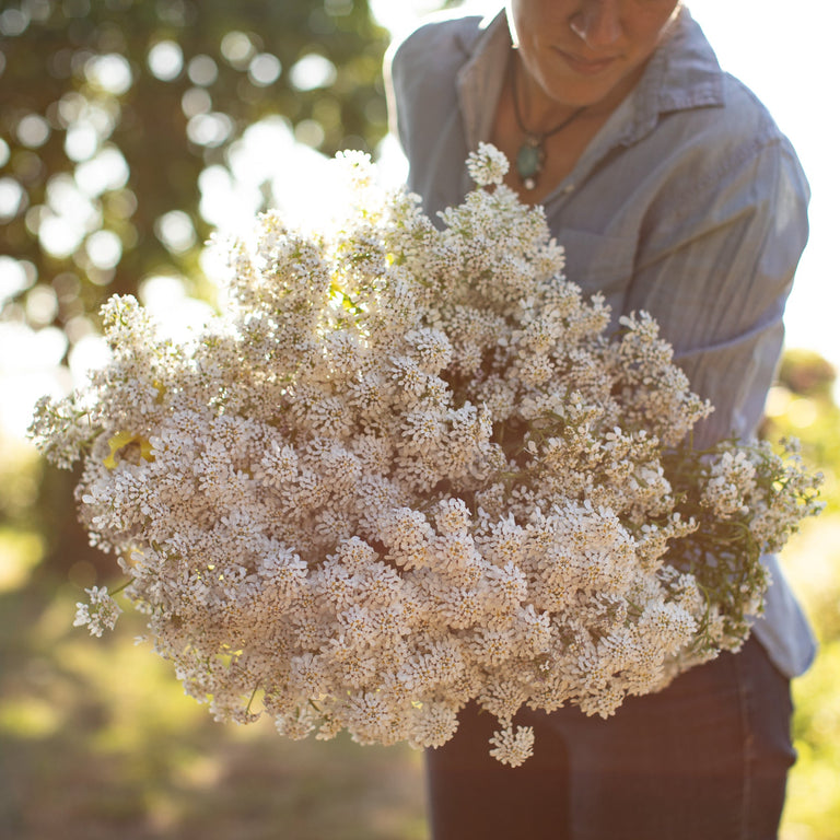 An armload of Candytuft Pinnacle White
