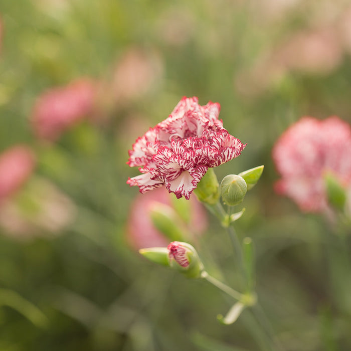 A closeup of Carnation Chabaud Benigna