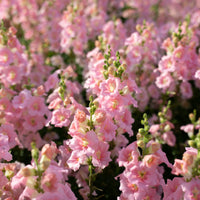 A close up of Snapdragon Chantilly Light Pink
