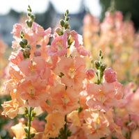 A close up of Snapdragon Chantilly Light Salmon