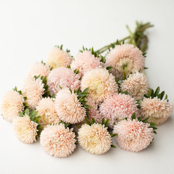 A bunch of China Aster Lady Coral Chamois