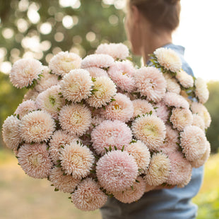 An armload of China Aster Lady Coral Chamois