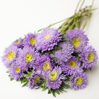 A bunch of China Aster Rose of Shanghai Light Blue