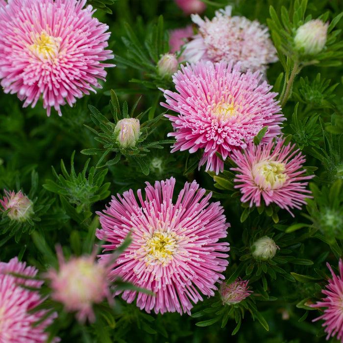 An overhead of China Aster Sea Starlet Pink