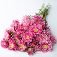 A bunch of China Aster Sea Starlet Pink