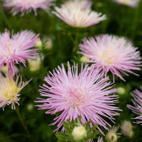 A close up of China Aster Valkyrie Pink