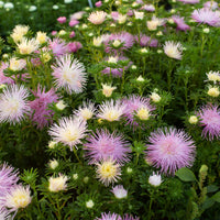 China Aster Valkyrie Pink growing in the field
