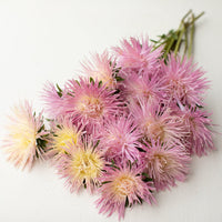 A bunch of China Aster Valkyrie Pink