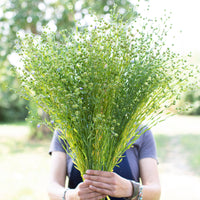 A handful of Flax Bubble Grass
