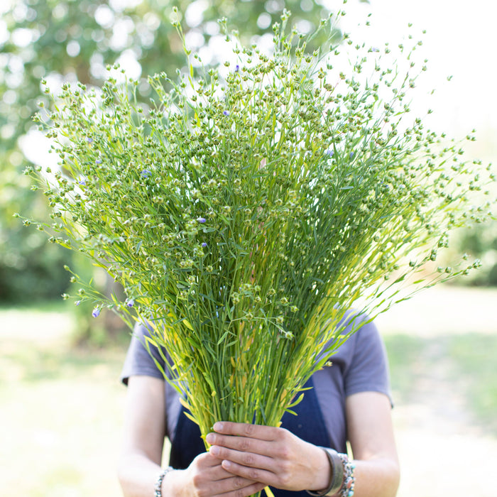A handful of Flax Bubble Grass