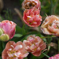 A close up of Tulip Copper Image