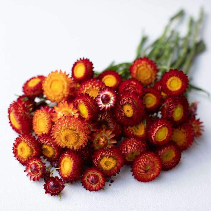 A bunch of Strawflower Copper Red