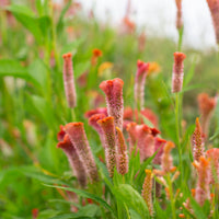 Celosia Coral Reef growing in the field