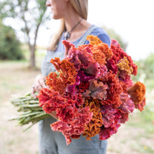 An armload of Celosia Coral Reef