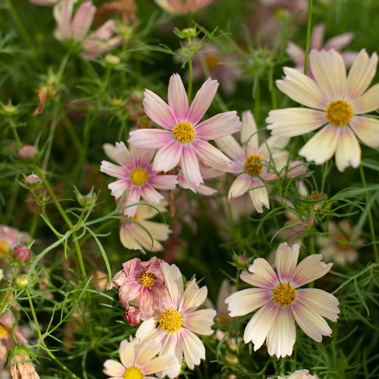 Apricot Lemonade Cosmos