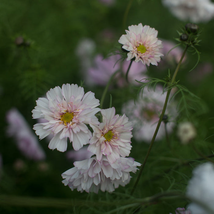 Cosmos Double Click Bicolor Rose growing in the field