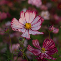 A close up of Cosmos Velouette