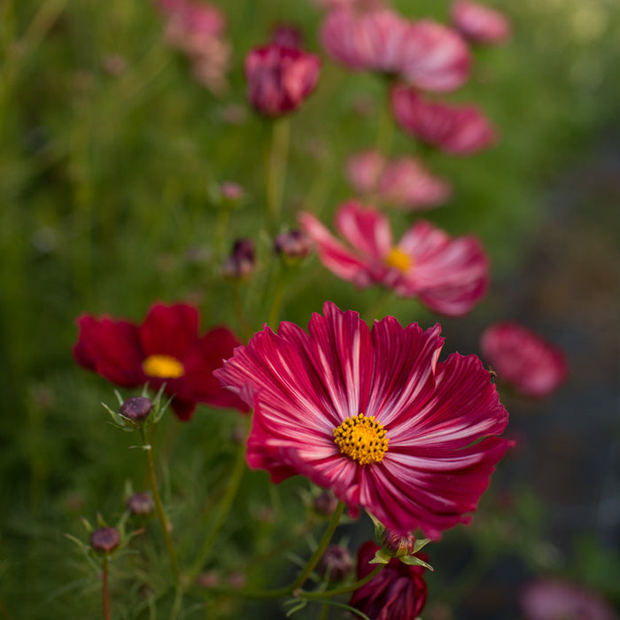 Cosmos Velouette growing in the field
