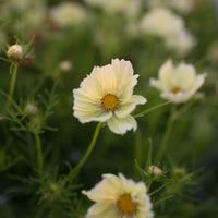 A close up of Cosmos Xanthos