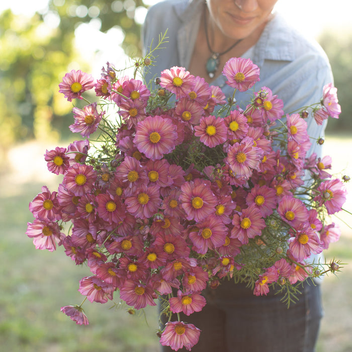 An armload of Cosmos Xsenia