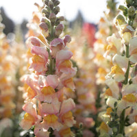 A close up of Snapdragon Costa Apricot