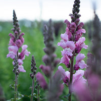 A close up of Snapdragon Costa Summer Lavender