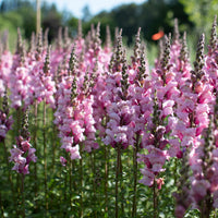 Snapdragon Costa Summer Lavender growing in the field