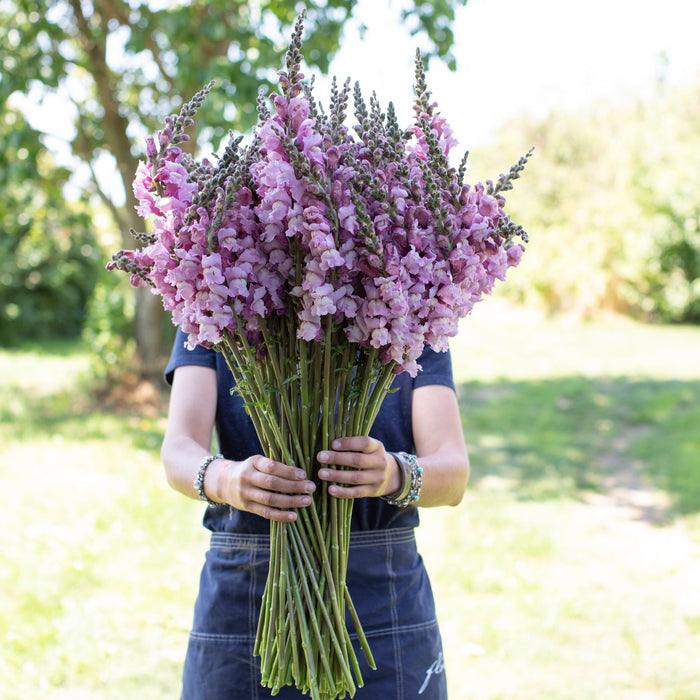 A handful of Snapdragon Costa Summer Lavender