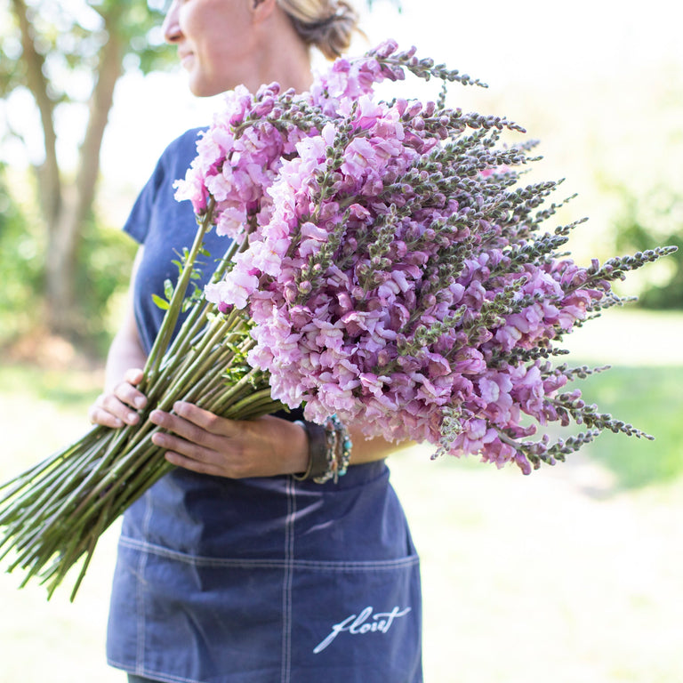 summer lavender plant Snapdragon Costa Summer Lavender – Floret Library