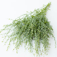 A bunch of Cress Wrinkled Crinkled