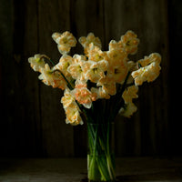A bouquet of Narcissus Cum Laude