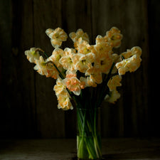 A bouquet of Narcissus Cum Laude