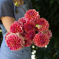 An armload of Dahlia All That Jazz