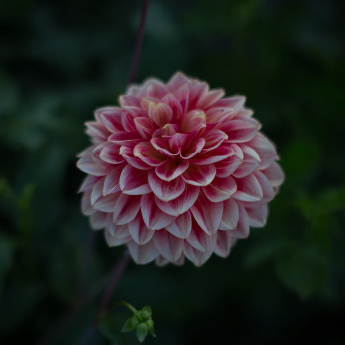 A close up of Dahlia All That Jazz