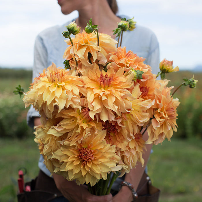 An armload of Dahlia Big Brother