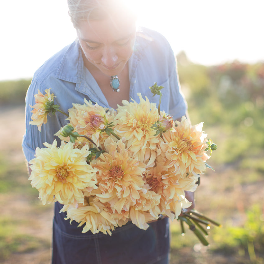 Dahlia Big Brother – Floret Library