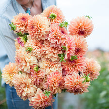An armload of Dahlia Ferncliff Copper