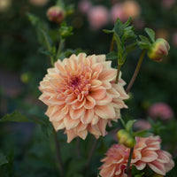 A close up of Dahlia Ferncliff Copper