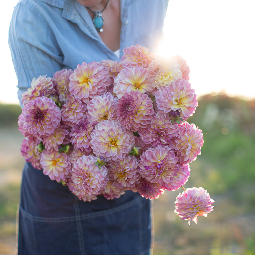 Dahlia Foxy Lady – Floret Library
