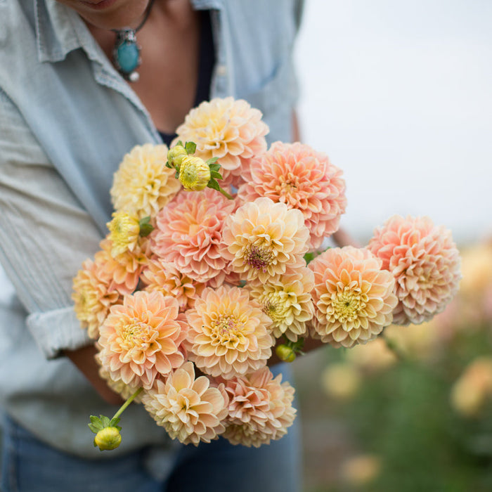 An armload of Dahlia French Doll
