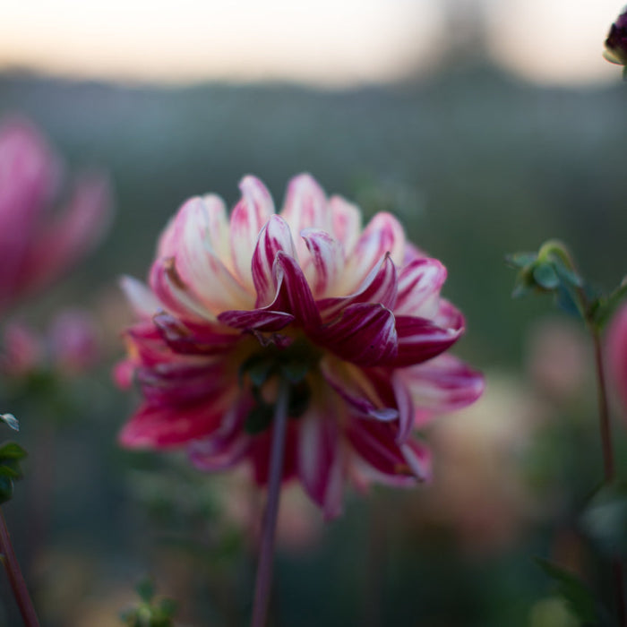 Dahlia Happy Butterfly – Floret Library