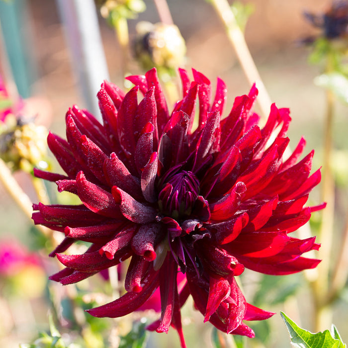 dahlia black beauty seeds Dahlia Hollyhill Black Beauty – Floret Library