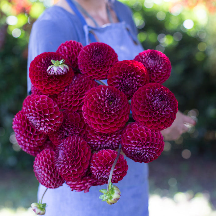 An armload of Dahlia Ivanetti
