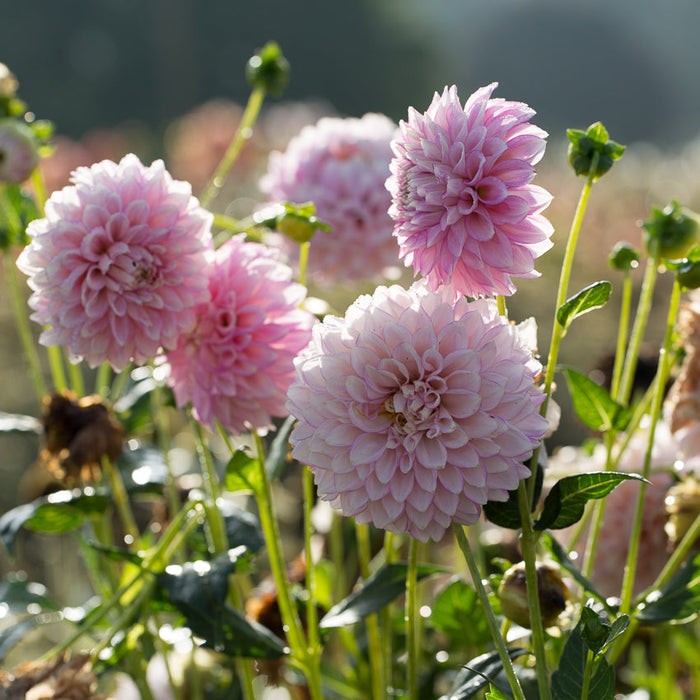 Dahlia Maltby Pearl growing in the field