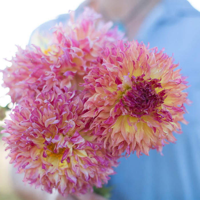 myrtle's folly dahlia seeds Dahlia Myrtle's Folly – Floret Library