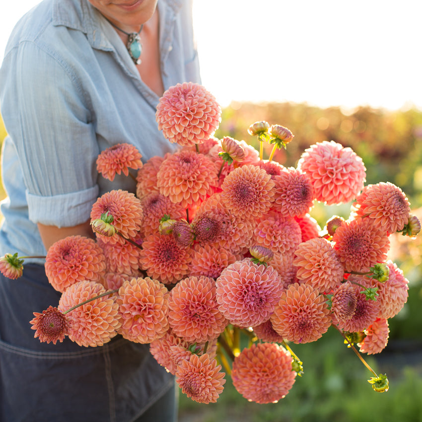 Dahlia Snoho JoJo – Floret Library