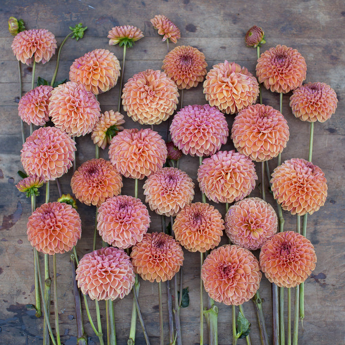 Dahlia Snoho JoJo – Floret Library