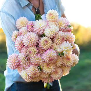 An armload of Dahlia Valley Porcupine