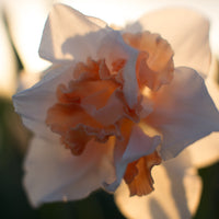 A close up of Narcissus Delnashaugh
