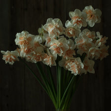 A bunch of Narcissus Delnashaugh